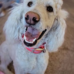 Poodles from July Rose Kennels