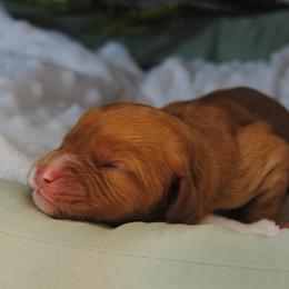 Bagel - Red male Cavapoo puppy in Mountain Grove, Missouri from Dogwood & Sassafras Companions