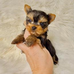 Romeo - Black and gold male Yorkshire Terrier puppy in Fredericksburg, Indiana from Yorkie Blessings
