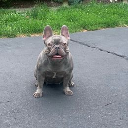 Mimoza - French Bulldog