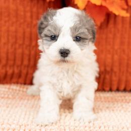 Fox - Merle male Maltipoo puppy in Salt Lake City, Utah from My Doodle Puppy