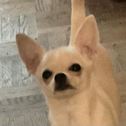 Taffy - Chihuahua
