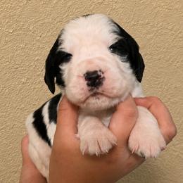 Hawk - Tri-Roan male English Springer Spaniel puppy in Fort White, Florida from Thunderbird Springers