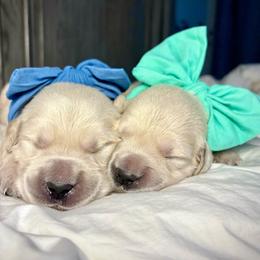 Miss Forest - Light golden female Golden Retriever puppy in Midlothian, Texas from Brightest Days