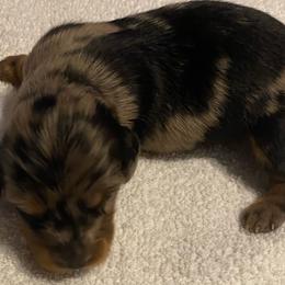 GIGI CKC REGISTERED FULL RIGHTS - Dapple female Dachshund puppy in Elizabethtown, Kentucky from Teeny Tiny Puppy Tails