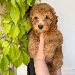 Poodle Puppies from Red Mini Poodles AZ