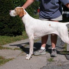 Boone - Pointer