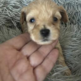 Arthur - Apricot male Maltipoo puppy in Maricopa, Arizona from Pretty Poo