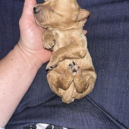 Benny - Apricot male Goldendoodle puppy in Graham, North Carolina from Geise Meadow Doodles