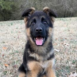 KitKat - Black and red female German Shepherd puppy in Middlesex, North Carolina from Ace of Hearts K9’s