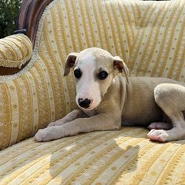 Fernando - White and fawn male Whippet puppy in Kingston, Tennessee from Smithfield Park