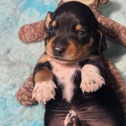 Mudslide - Black and tan male Dachshund puppy in Bigfork, Minnesota from Long Ears and Long Dogs Ranch