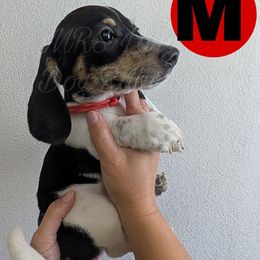 1 - Herclues - Piebald male Dachshund puppy in Central Point, Oregon from MRS Long Dog Ranch