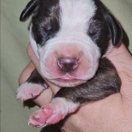 Chocolate Brindle Mantle Male - Chocolate brindle male Great Dane puppy in Biscoe, North Carolina from Clouser's Bodacious Danes