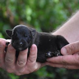 Male Puppy - Black and red male German Shepherd puppy in Marianna, Florida from Haus M Godwin