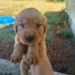 Zinnia- Light blue collar (4th pick female) - Dark golden female Golden Retriever puppy in Tenino, Washington from Oak River Goldens'