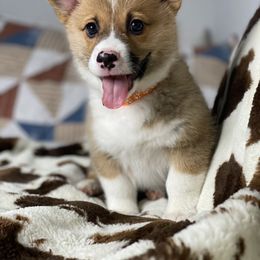 Pembroke Welsh Corgi Puppies from Morning Glory Corgis