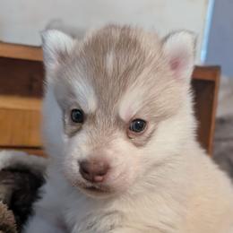 Malenia - Red and white female Siberian Husky puppy in Caribou, Maine from Northlane Siberians