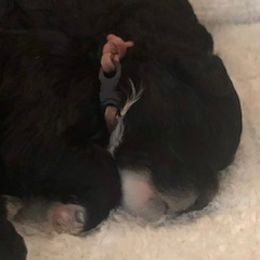 Portuguese Water Dog Puppies from Presidio PWDs