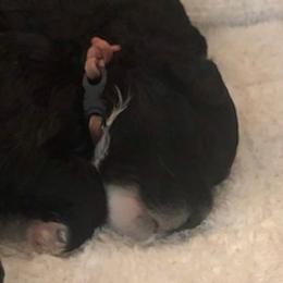 Portuguese Water Dog Puppies from Presidio PWDs