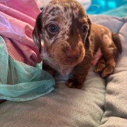 Binder - Chocolate and tan male Dachshund puppy in Clarksdale, Mississippi from Bo Didley's Doxies