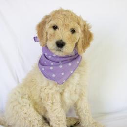 Goldendoodle Puppies from Penny and The Pups