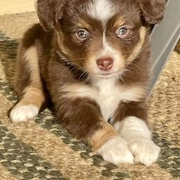 "Beth" Miniature Australian Shepherd Puppies from Integrity Aussies Tx