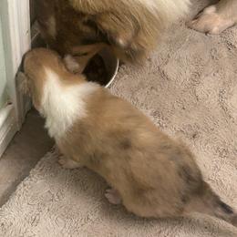 Merle sable girl - Sable merle female Collie puppy in Abilene, Texas from Regal Lassie's