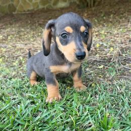 Ray - Dapple female Dachshund puppy in Bremen, Georgia from Asapp’s Sweet and Spicy Dachshunds