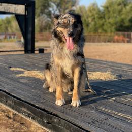 Pup - Australian Shepherd