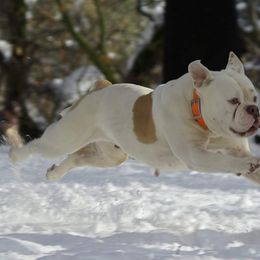 Bulldogs from Chrome Ridge Kennels