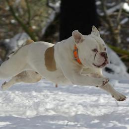 Bulldogs from Chrome Ridge Kennels
