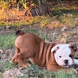 Bulldogs and Dachshunds from Baileys Precious Puppies