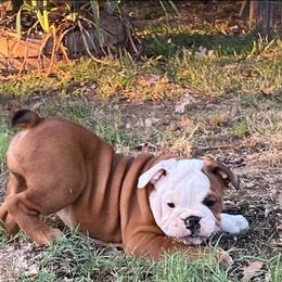 Bulldogs and Dachshunds from Baileys Precious Puppies
