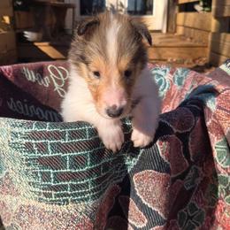 Elliot - Sable male Collie puppy in Winder, Georgia from Dove Creek Collies