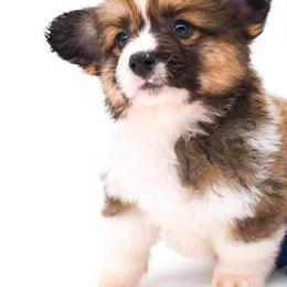 Pembroke Welsh Corgi Puppies from MG Corgis