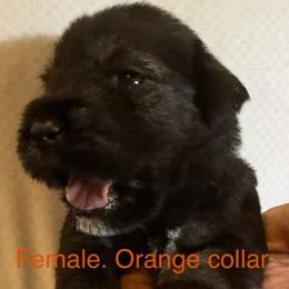 Orange collar - Pepper and salt female Standard Schnauzer puppy in Hickory Creek, Texas from Dragos Kennel
