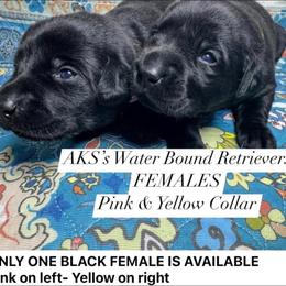 2nd pick black female - Black female Labrador Retriever puppy in Newport, North Carolina from AKS’s Water Bound Retrievers