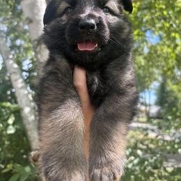German Shepherd Puppies from Fancy GSDs