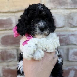 Rosie - Black and white female Cavapoo puppy in Redding, California from Lipscomb Doodles