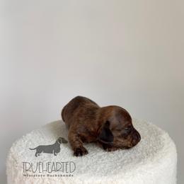 Phoebe - Brindle female Dachshund puppy in Royse City, Texas from Truehearted Miniature Dachshunds