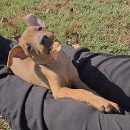 Miniature Pinscher and Pembroke Welsh Corgi Puppies from Liberty Hill Farm