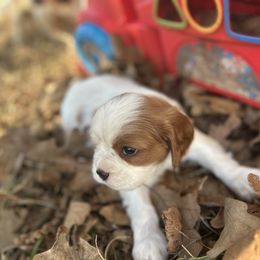 Beatrice - Blenheim female Cavalier King Charles Spaniel puppy in Tahlequah, Oklahoma from Love Some Dogs Dachshunds & Cavalier King Charles Spaniels,Cavapoos