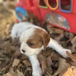Beatrice - Blenheim female Cavalier King Charles Spaniel puppy in Tahlequah, Oklahoma from Love Some Dogs Dachshunds & Cavalier King Charles Spaniels,Cavapoos