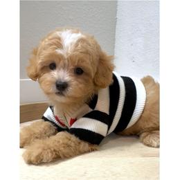 Theo - Apricot male Maltipoo puppy in Spring, Texas from GlamPaw Maltipoos