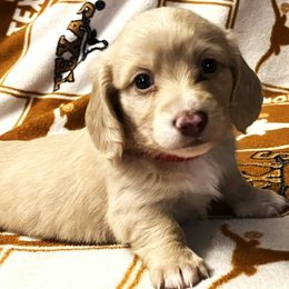 Rey - Dachshund puppy from Barksalot Dachshunds