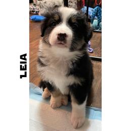 Leia - Full Tail - Black tri-color female Australian Shepherd puppy in Albany, Georgia from Muckalee Lane Aussies