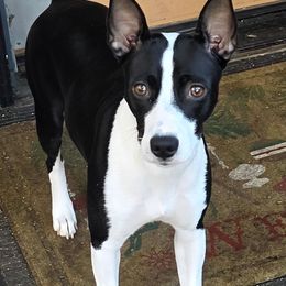 Twister - Rat Terrier