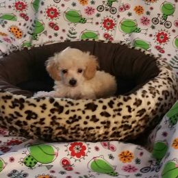 Poodle Puppies from Caloosa Kennels
