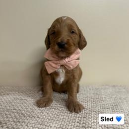 Sled - Red  male Goldendoodle puppy in Crothersville, Indiana from Wischmeier’s Doodles